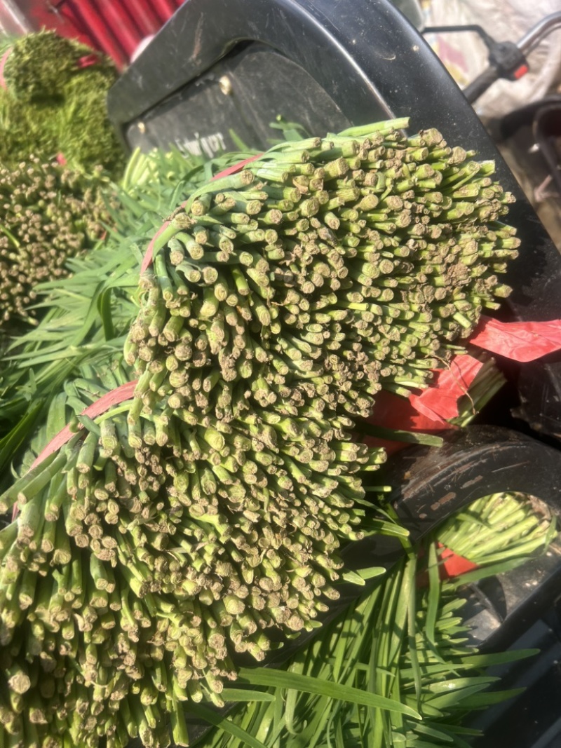 露地韭菜大量上市中，质量好，价格低。