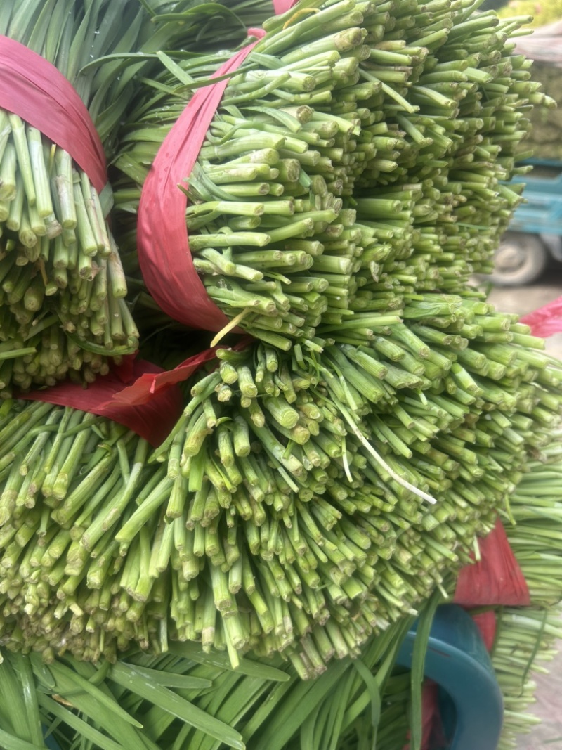 露地韭菜大量上市中，质量好，价格低。