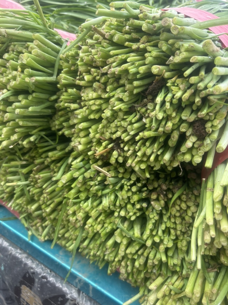 露地韭菜大量上市中，质量好，价格低。