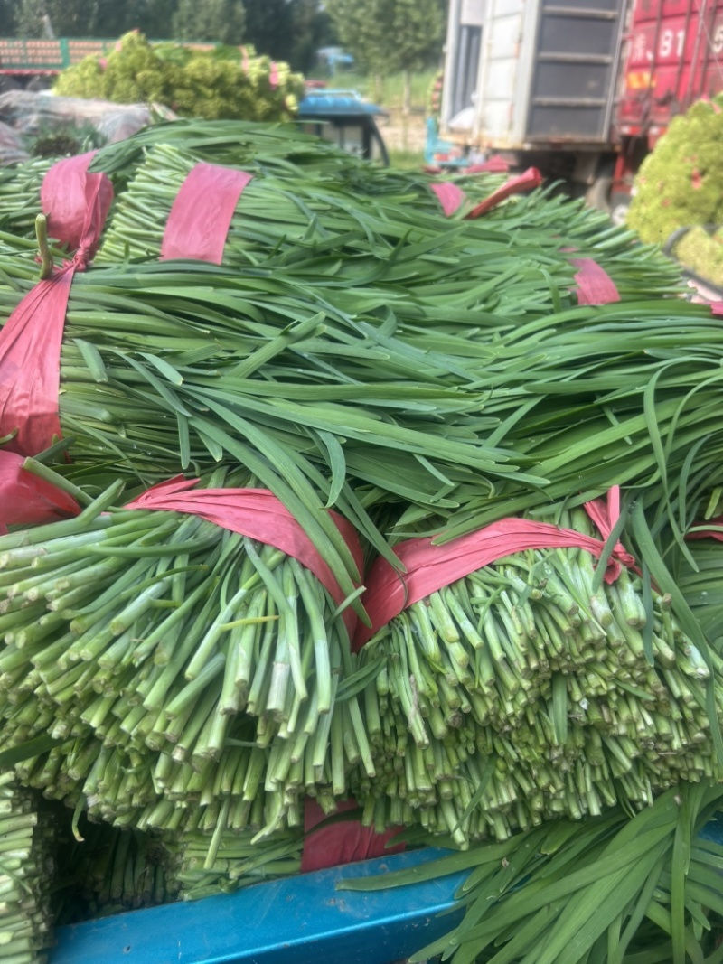 露地韭菜大量上市中，质量好，价格低。