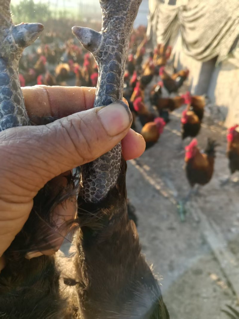 精品淮南王土鸡