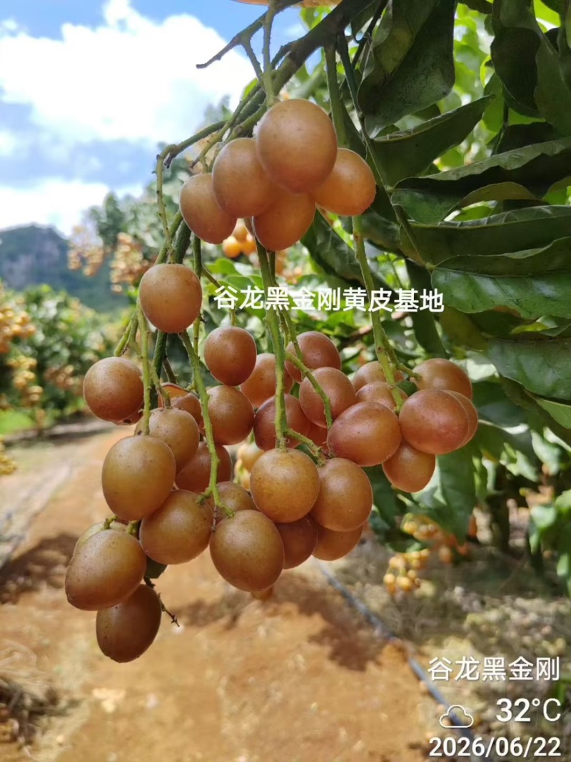 广西新鲜黑金刚黄皮果现摘现发支持一件代发