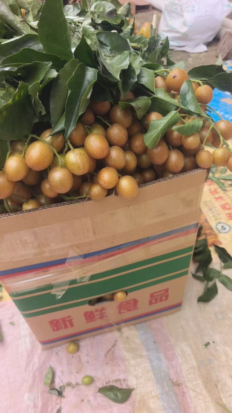 广西新鲜黑金刚黄皮果现摘现发支持一件代发