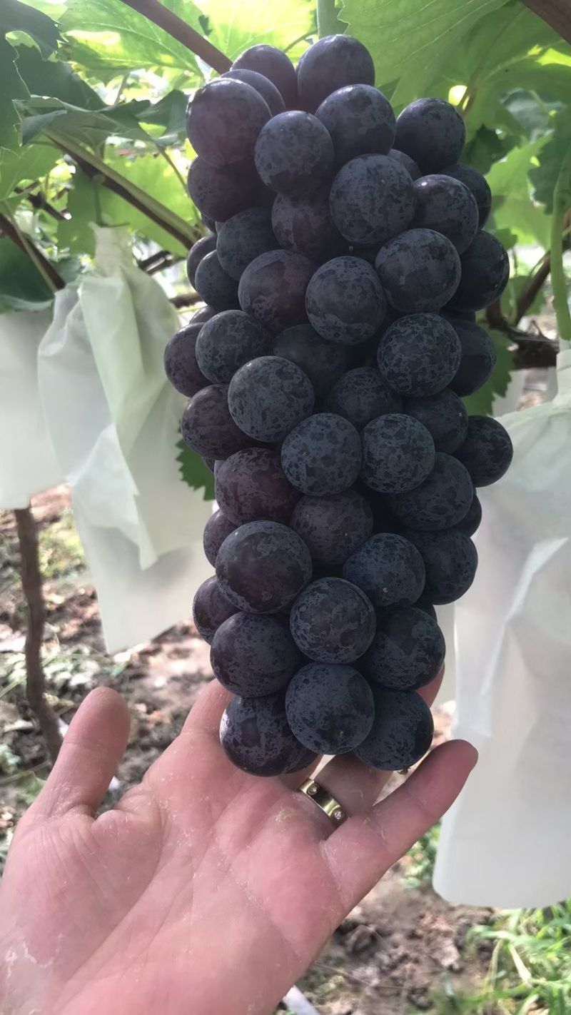 巨峰葡萄大量上市，需要的联系安排哦