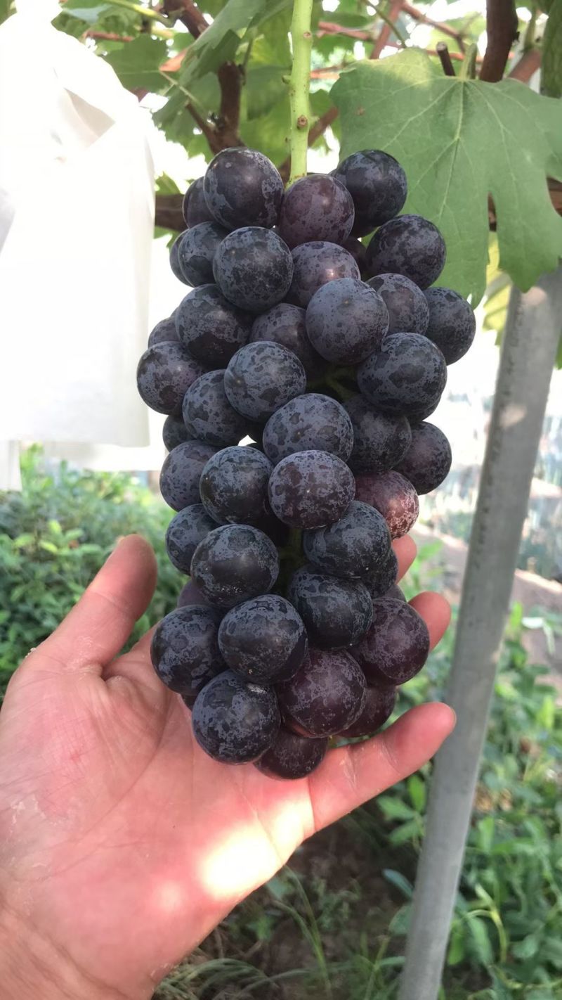 巨峰葡萄大量上市，需要的联系安排哦