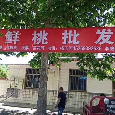 淄博博池上鲜桃，猕猴桃当季蔬菜联系***********
