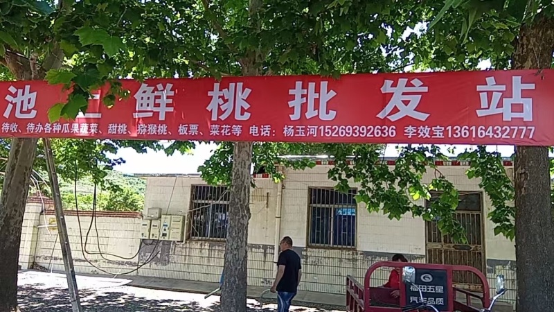 淄博博池上鲜桃，猕猴桃当季蔬菜联系***********
