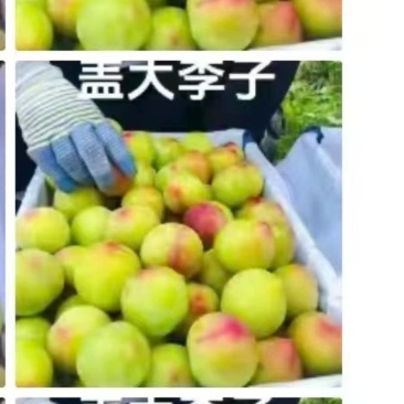 李子，盖县大李子，