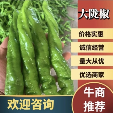 山西应县精品螺丝椒、全螺，大量上市，产地代办、