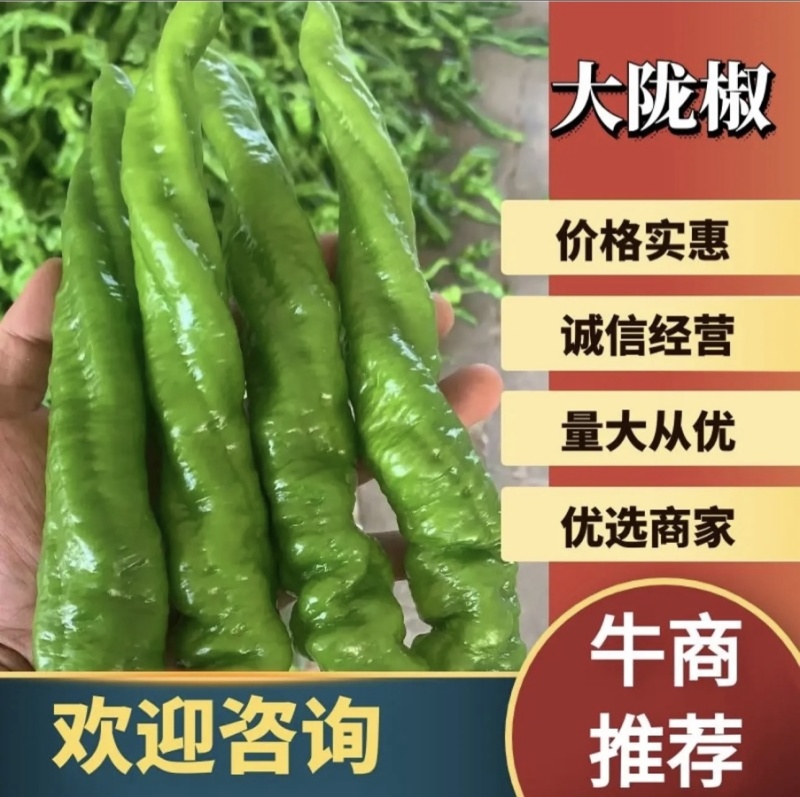 山西应县精品螺丝椒、全螺，大量上市，产地代办、