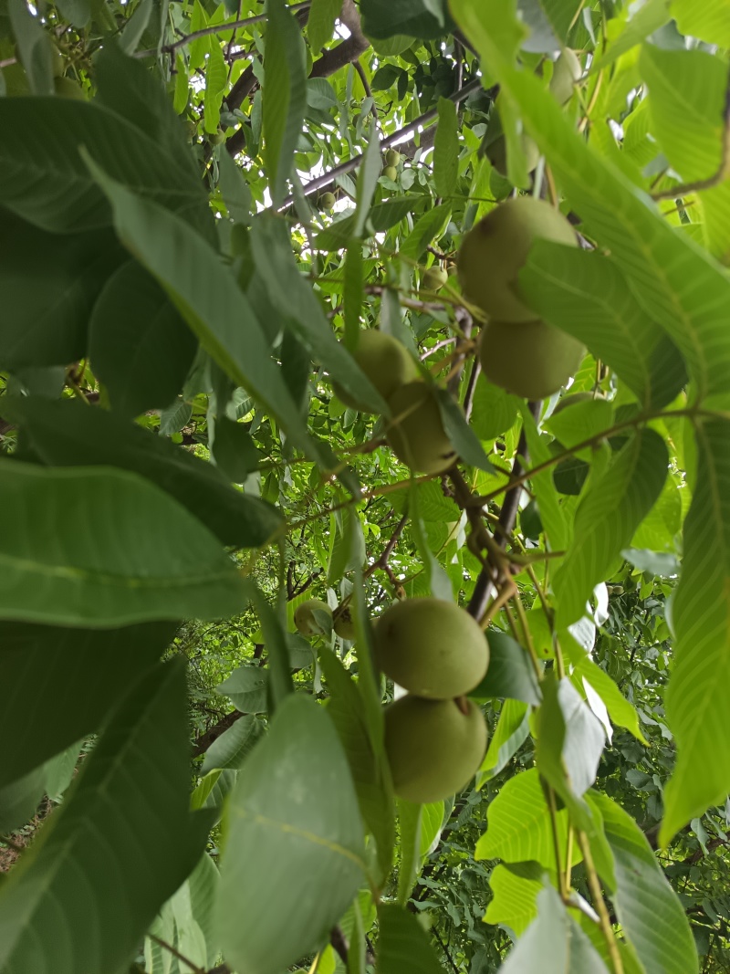高山青皮核桃。