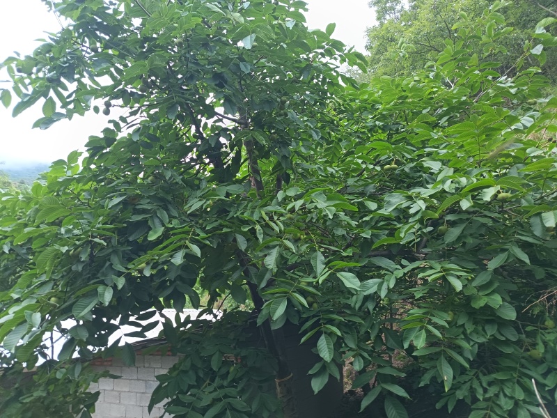 高山青皮核桃。