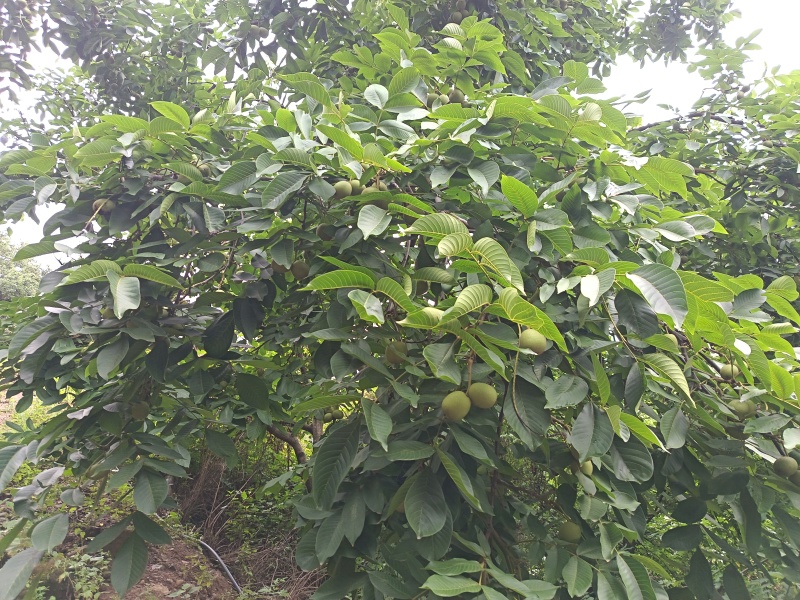 高山青皮核桃。