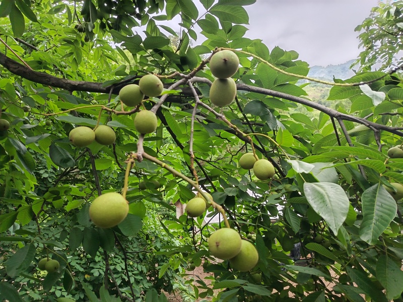 高山青皮核桃。