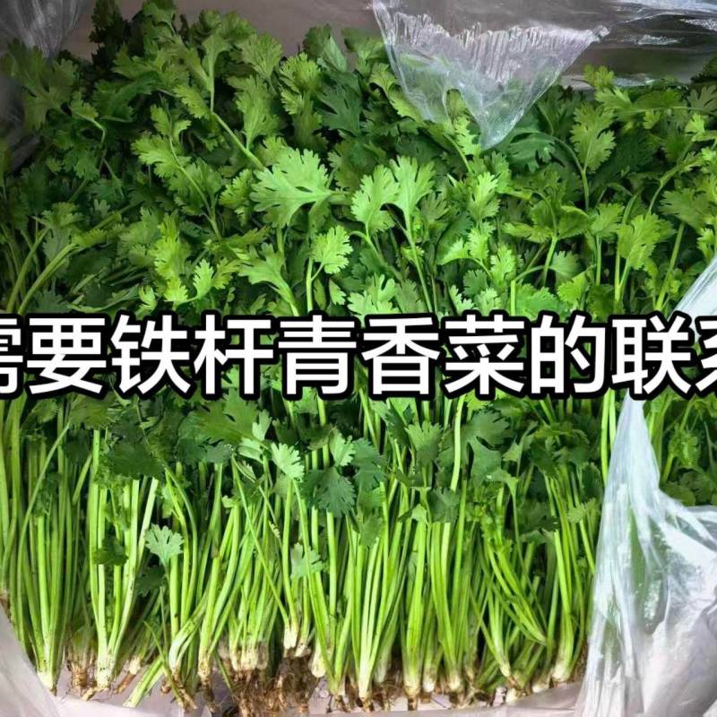 铁杆青香菜