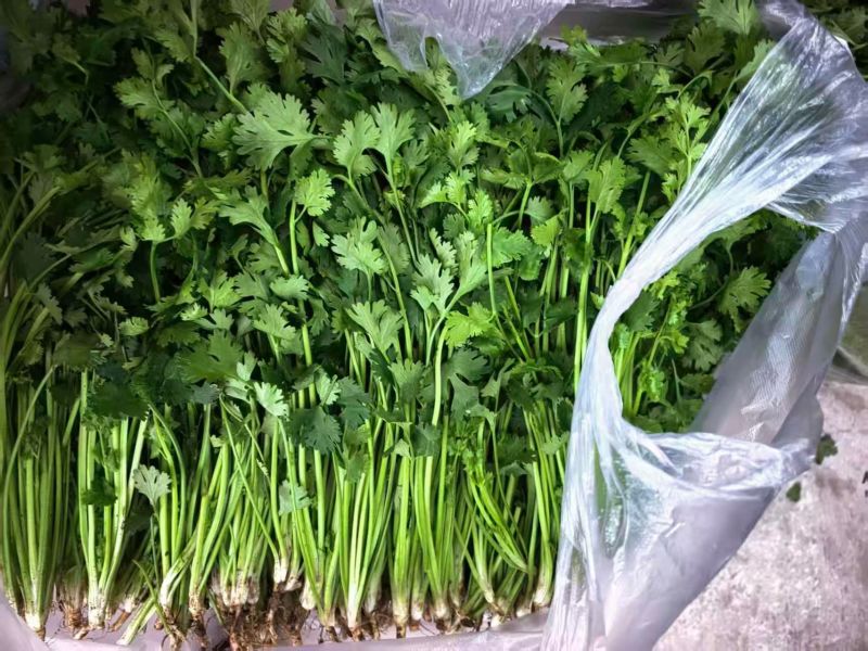 铁杆青香菜