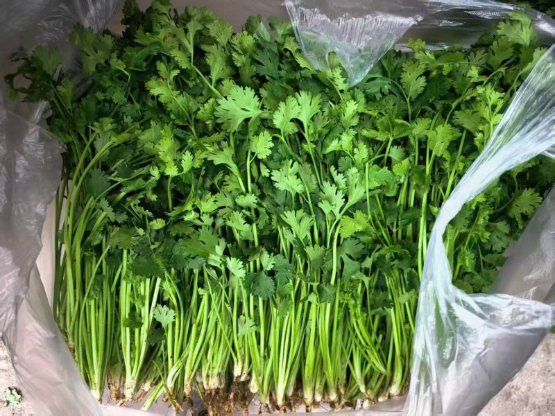 铁杆青香菜