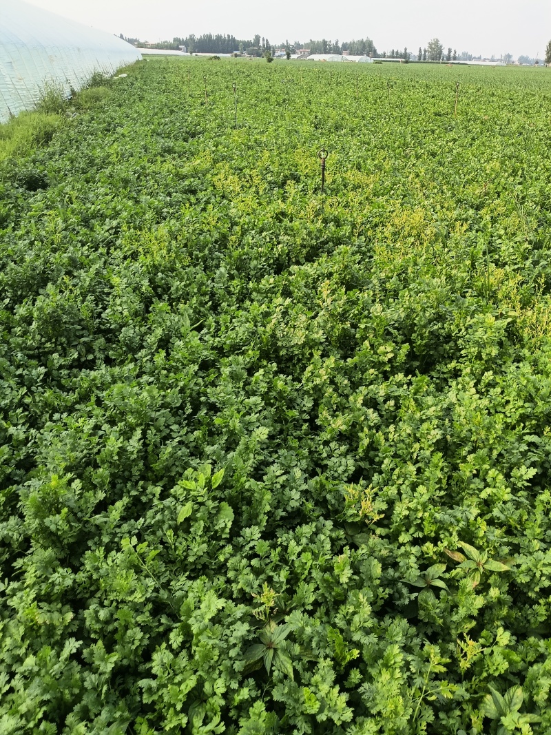 露天香菜出售