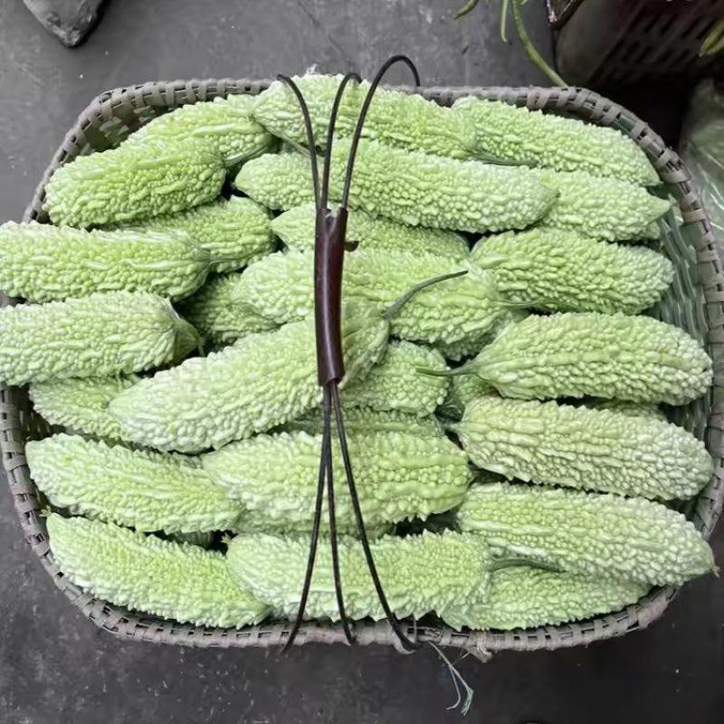 白玉白苦瓜皮薄微苦回甘现采现发长期供货