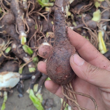 黄花石蒜，忽地笑