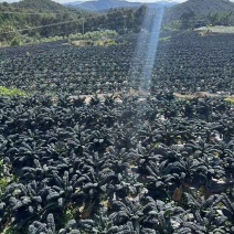 鲜食羽麒麟皱叶菜鲜叶直供产地直发