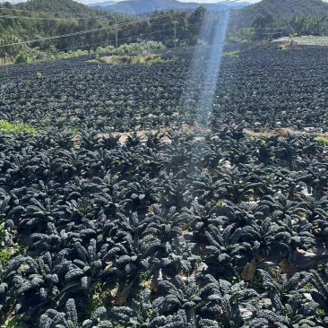 鲜食羽麒麟皱叶菜鲜叶直供产地直发