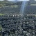 鲜食羽麒麟皱叶菜鲜叶直供产地直发