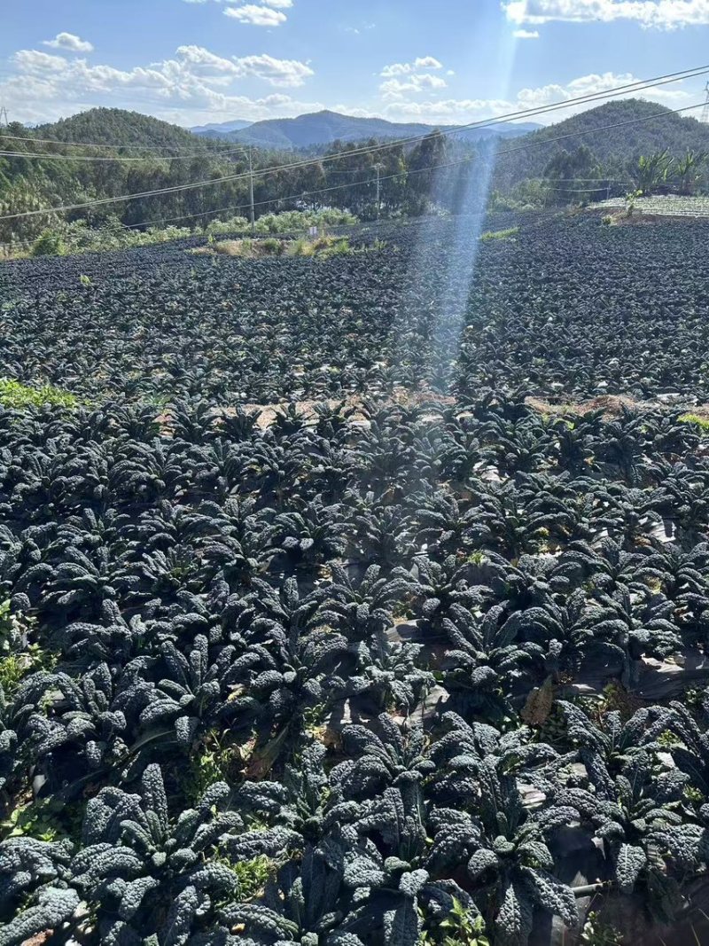 鲜食羽麒麟皱叶菜鲜叶直供产地直发