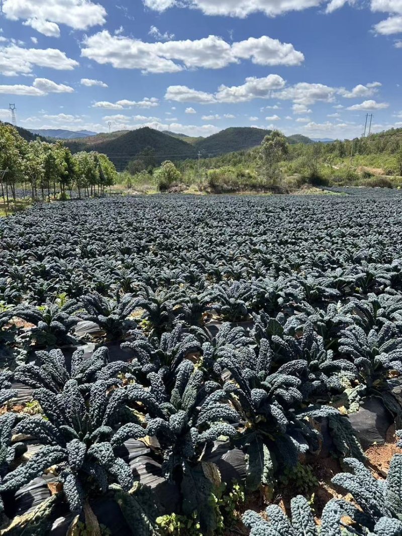 鲜食羽麒麟皱叶菜鲜叶直供产地直发