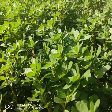 黑龙江野生马齿菜