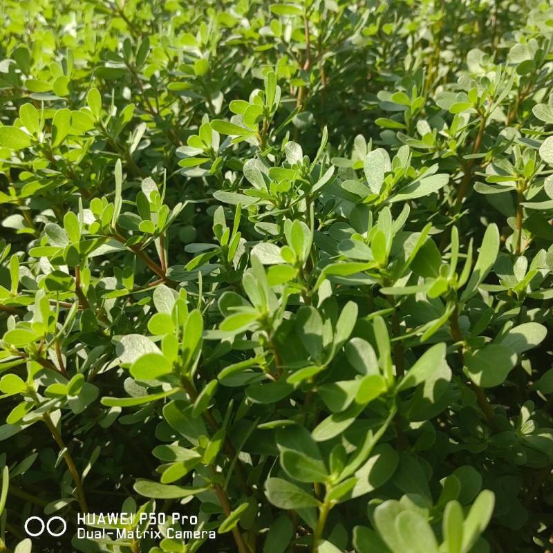 黑龙江野生马齿菜