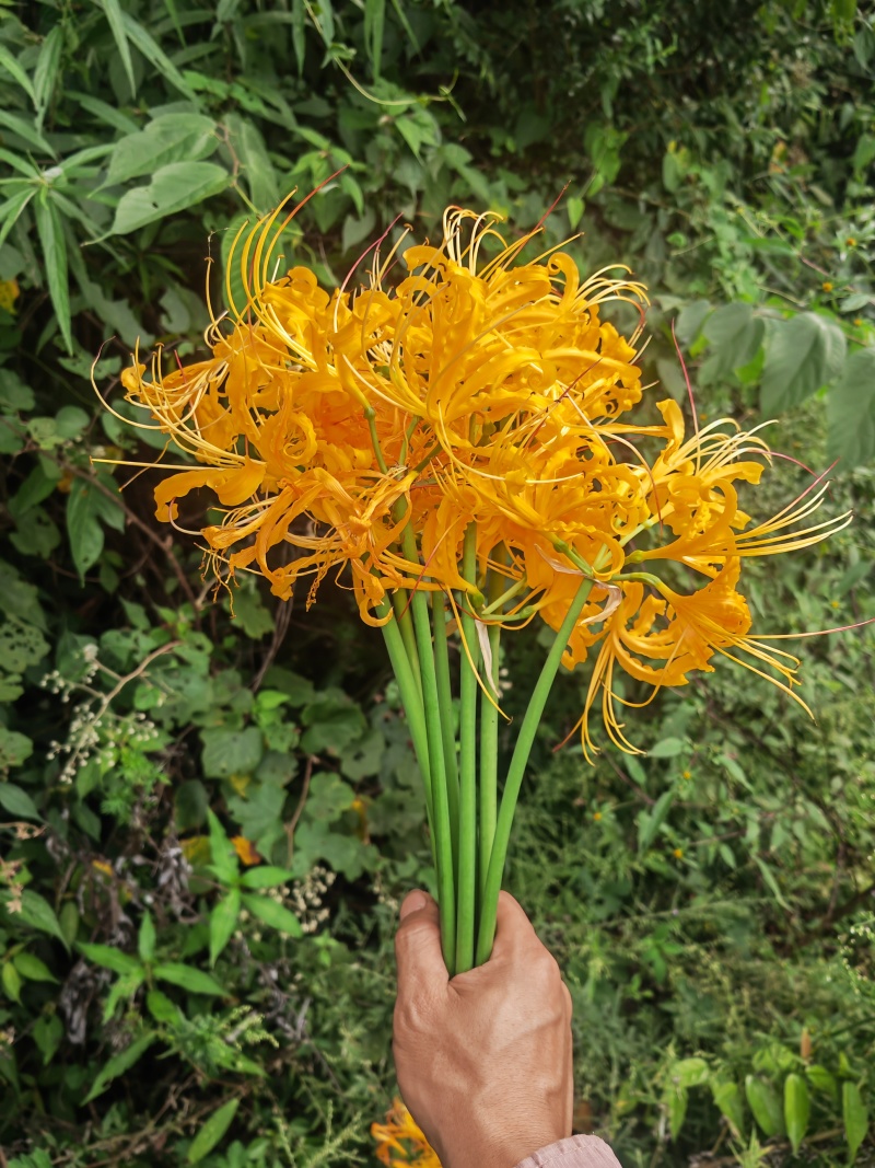 黄花石蒜，忽地笑