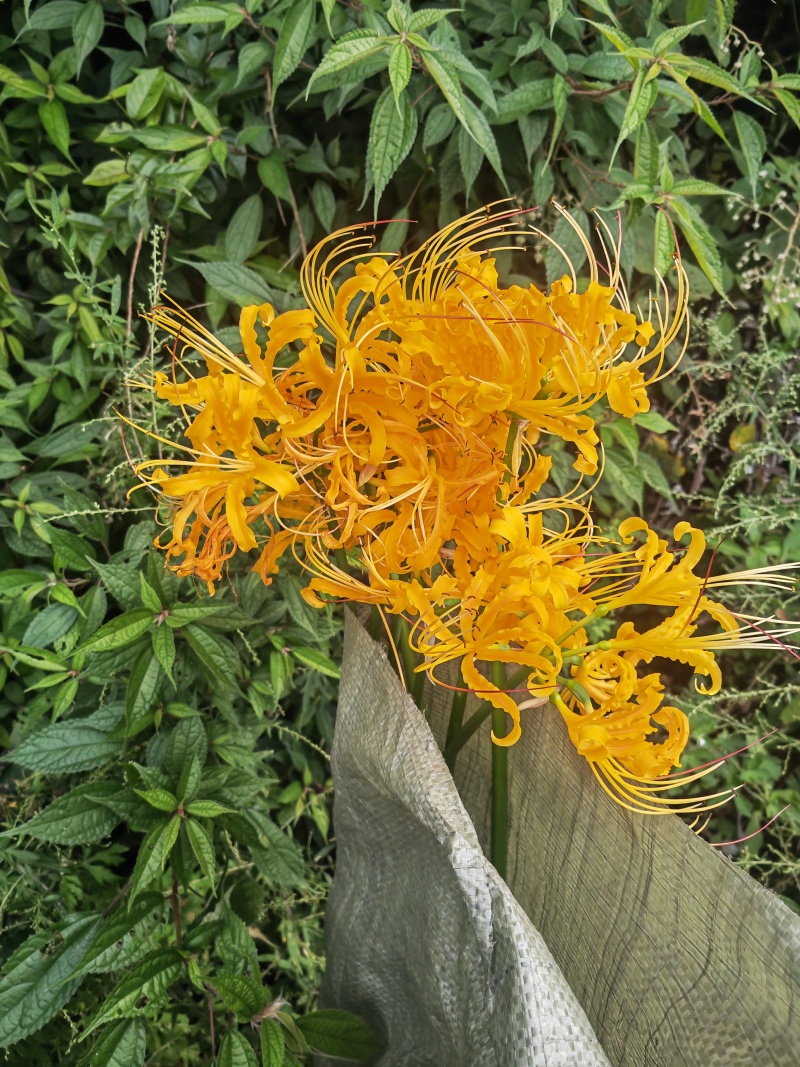 黄花石蒜，忽地笑