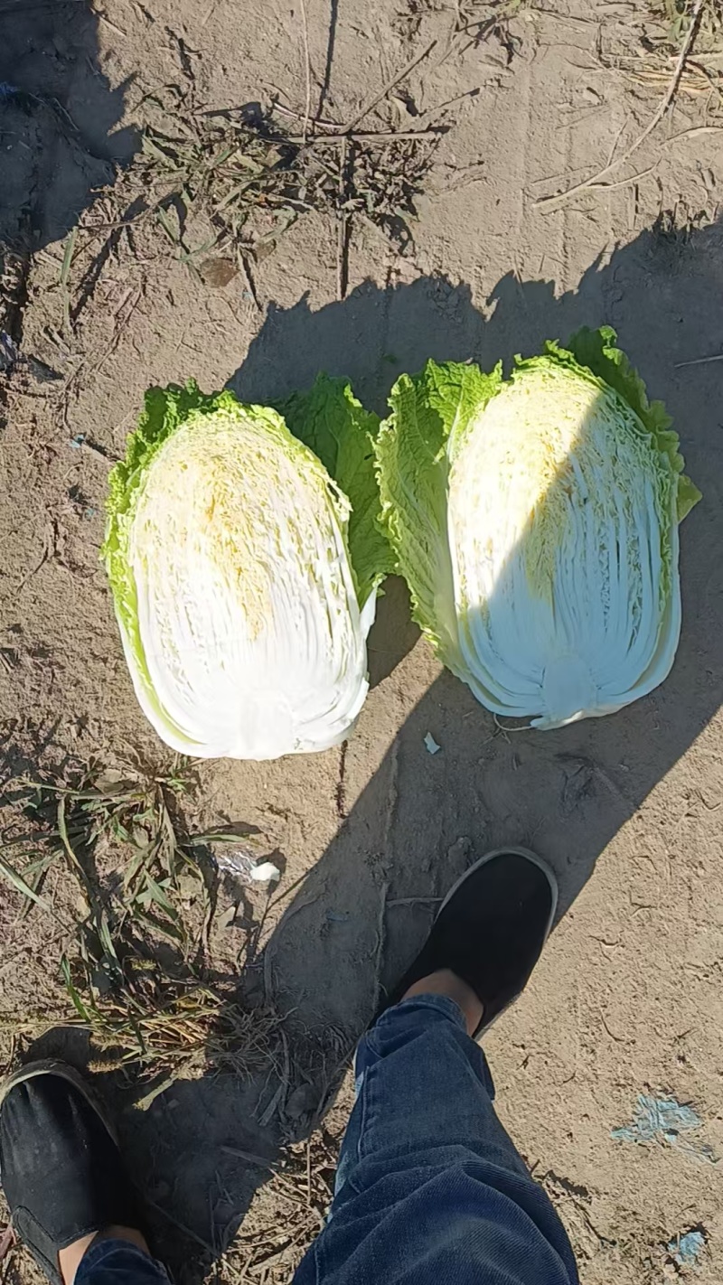 产地直供，承接全国各大市场