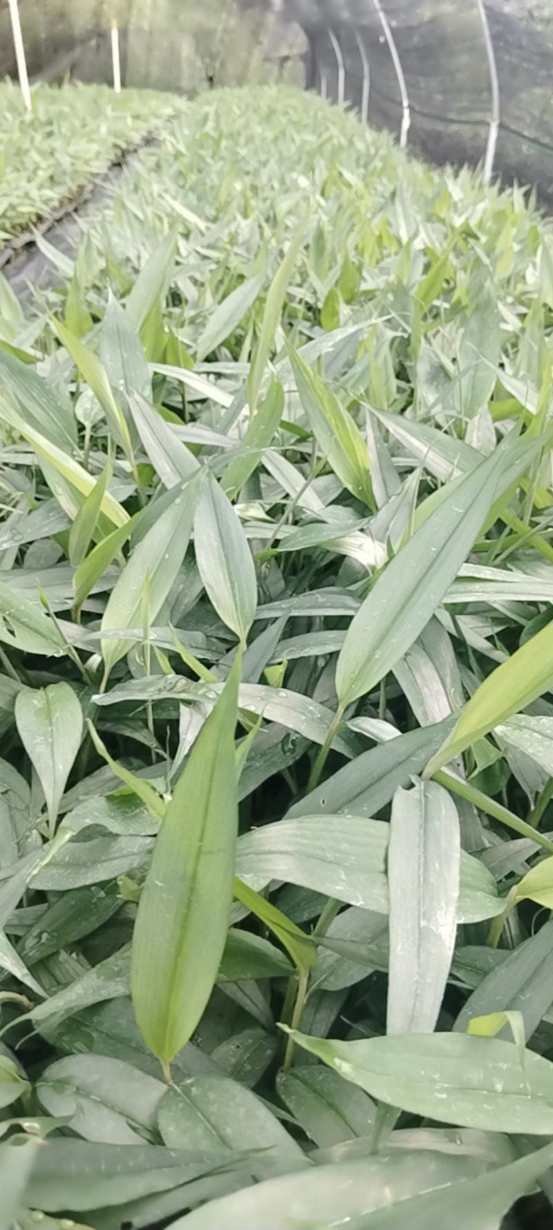轻基质营养杯苗林下套种好资源，根系发达发芽率高。