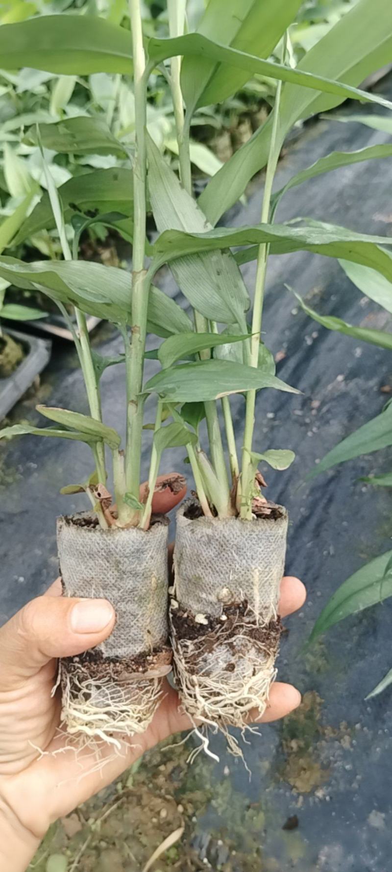 轻基质营养杯苗林下套种好资源，根系发达发芽率高。