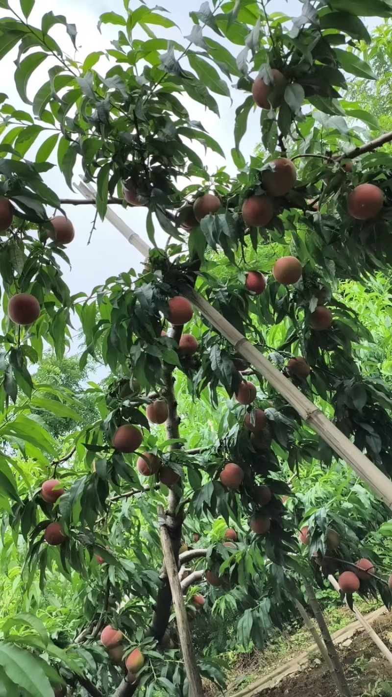 蓟县突围桃