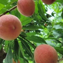 蓟县突围桃