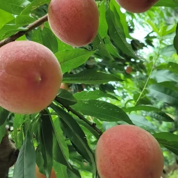 蓟县突围桃