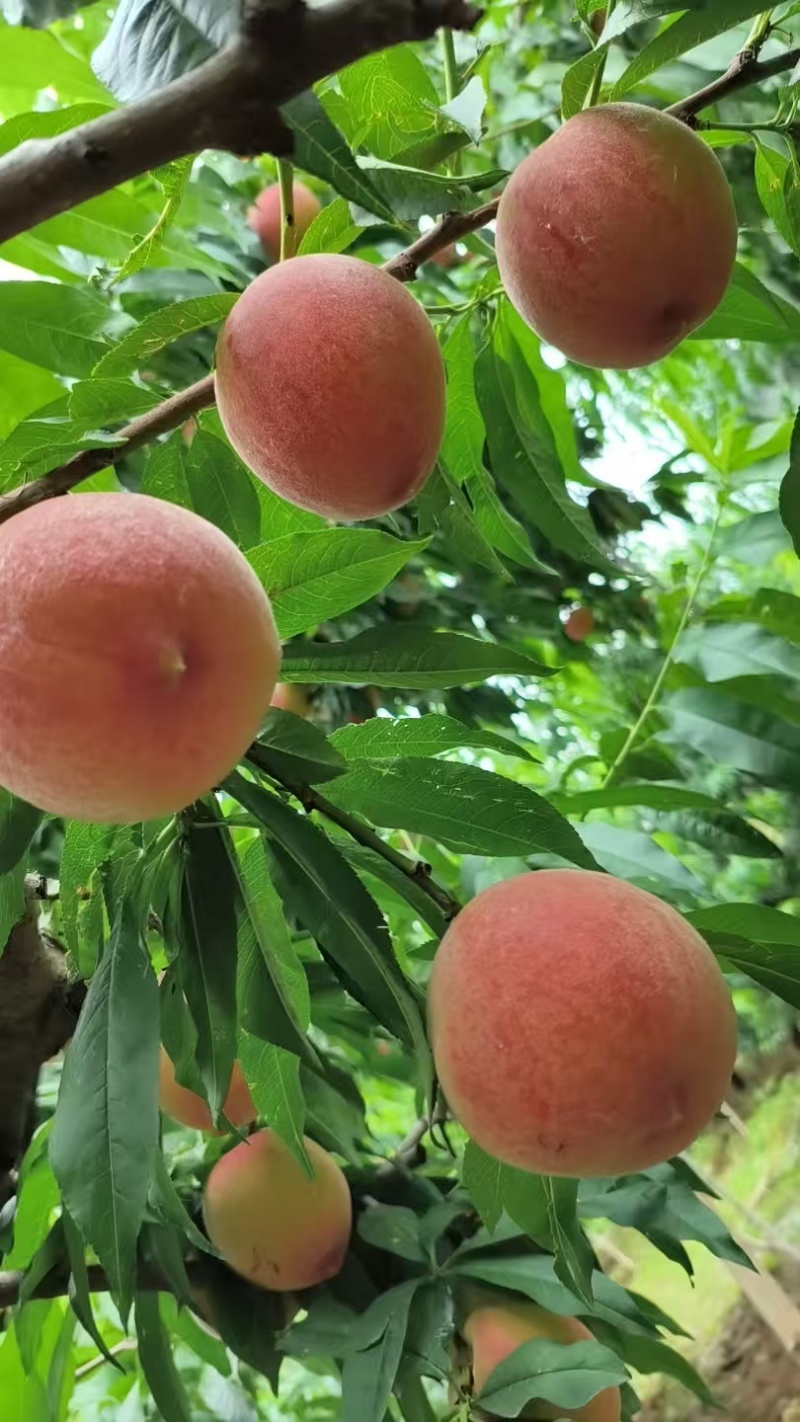 蓟县突围桃