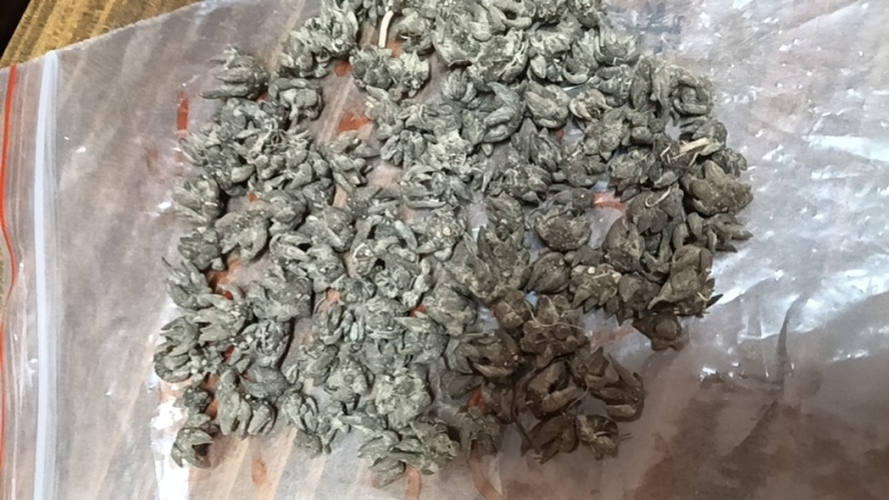 野生猫爪草