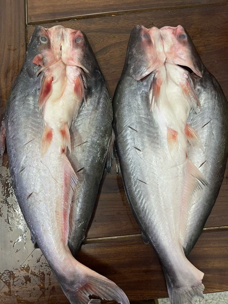 济南耕海牧渔巴沙鱼开背鱼黑鱼片