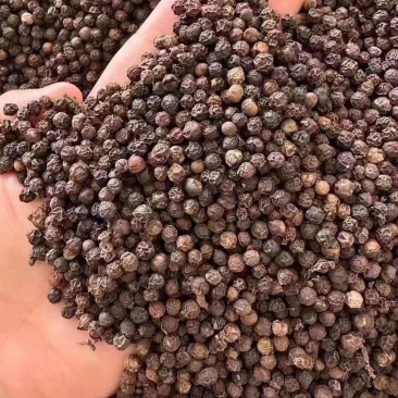 黑胡椒粒优质黑胡椒一手货源颗颗饱满纯干净货