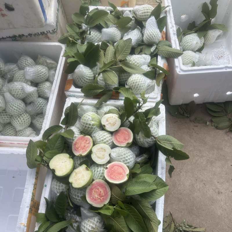 番石榴芭乐