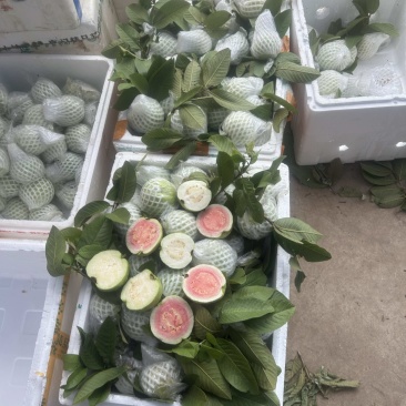 番石榴芭乐专业代办