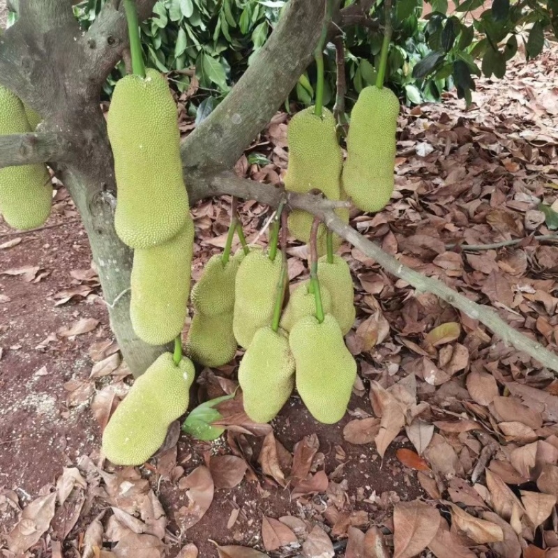海南长孟尖榴莲蜜苗易管理，产量高，可技术指导