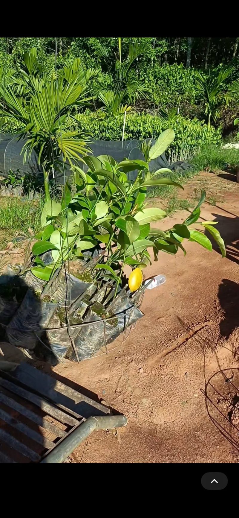 优质海虹一号榴莲蜜苗海南白沙现货嫁接壮苗出肉率高