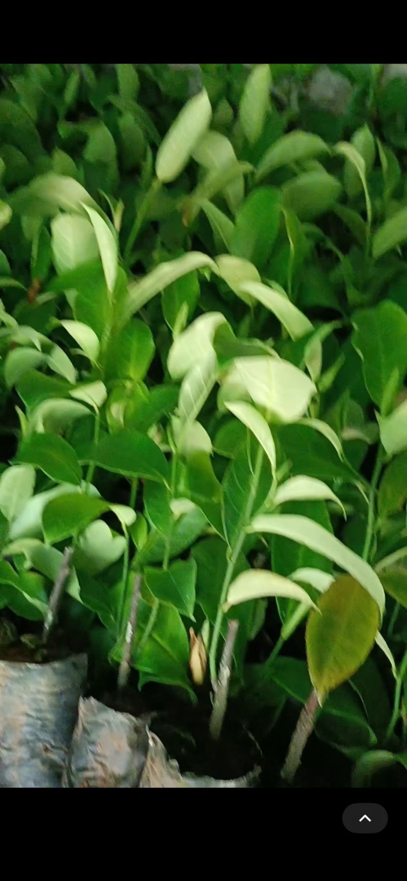 优质海虹一号榴莲蜜苗海南白沙现货嫁接壮苗出肉率高