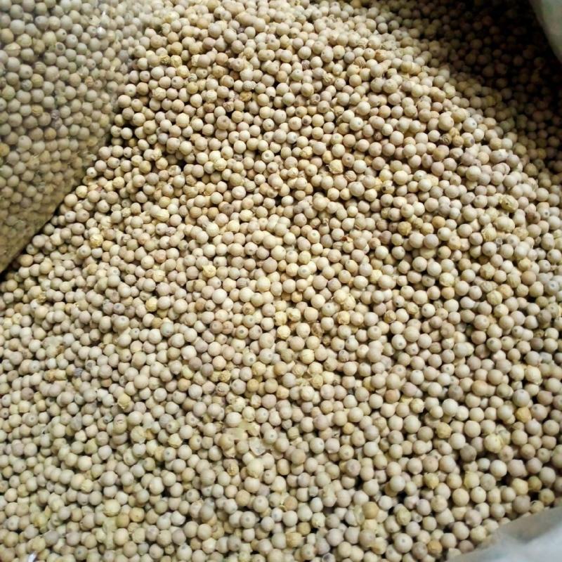 海南鼎星白胡椒大坡白胡椒纯干无杂质货源稳定长期供应