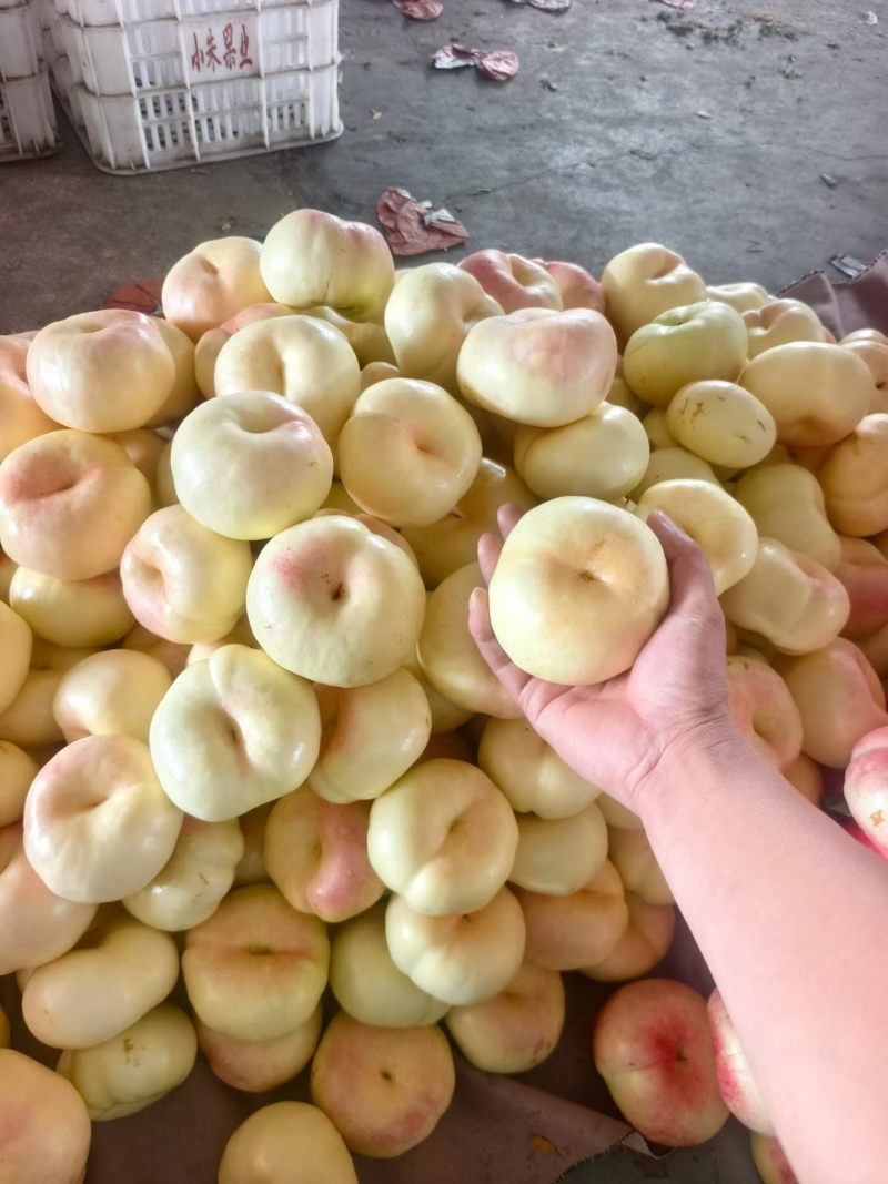 产地大蟠桃脆甜多汁质量嘎嘎好